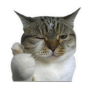 catlike Discord sticker from Chi on air