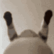 SR_ohhhyeaaahh animated GIF emoji from Shadowrift