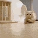 666930catrun1 animated emote - Kings