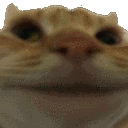 Lord151_cat_no animated emote from #- thunder community