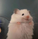 Hamster_Happy Discord sticker | RIZZ HEAVEN | Chill • Hangout • VC • SFW • Events • Friends • Giveaways • Ask to DM • Non Dating