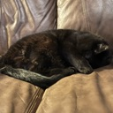 griffin_sleep Discord Emoji - The Lumberyard™