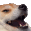 dogehaha animated Discord emote | the gaang