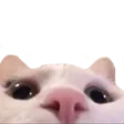cat_lurk Discord Emoji | Raiku