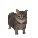 emoji_77 animated emote - Dex’s Amunity