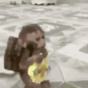 A small monkey wearing a backpack looking around with a confused expression.