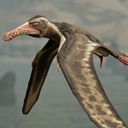 A Rhamphorhynchus pterosaur flying with its wings spread wide against a blurred background.