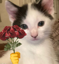 M_96 custom emote - AR
