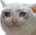 blossom_sad_cat custom emote - Động Ếch Của Nhi Elly