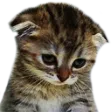 catsadd Discord Emoji - Study Space