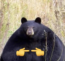 A black bear looking forward with shy yellow cartoon hands poking together in front of its chest.