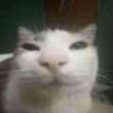 SillyCat Discord Emoji | offqtz