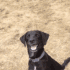 doggo_heh animated GIF emoji | The Lumberyard™