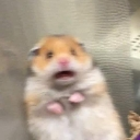 scaredmouse custom emote | 遊戲小鎮