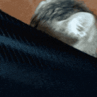 catpeek animated GIF emoji | local toebeans