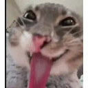 A close-up of a cat with a wide-eyed, derpy expression and its tongue sticking out.