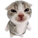295_smolcatmad custom emote | Rabbit Hole