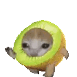 catkiwi animated Discord emote - freaks r us