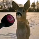 A deer looking directly into a microphone during an interview in a snowy setting.