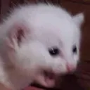 catscreaming custom emote from Besties Community