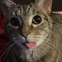 gato custom emote - Mundo dos Animes - Br