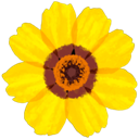 Yellow flower with brown center and rounded petals.