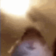 arab175 animated GIF emoji from #~ 𝐄𝐦𝐩𝐢𝐫𝐞 𝐖𝐞𝐬𝐭 𝟏𝟖𝟕