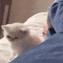 CatIwillBeatYoAss animated Discord emote - Trophy's Paradise