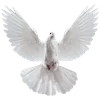 qdove Discord Emoji from ﹙⌕﹚　﹫SYNTHERA　   𓂃⭑