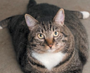 A brown tabby cat sitting in a loaf position with a white chest patch staring directly at the camera.