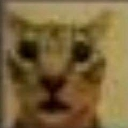 catshok Discord Emoji | Roblox LatinoAmerica⭐