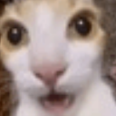 A close-up of a cat with wide, staring eyes and an open mouth looking confused.