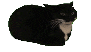 spinning_cat animated GIF emoji from Heart.exe
