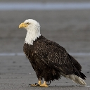 EagleOne Discord sticker | Eagle Community