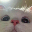 s_catuwu Discord Emoji | Venom Foundation (The New Venom Mainnet Is Live)
