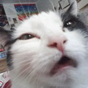 cat_whu_Dot_GG_femboiss custom emote | Femboy Order ・Femboy Tag ・LGBTQ・Femboys・ Gay・Furry・Trans・Roblox・Warthunder・Gay Tag・Furries