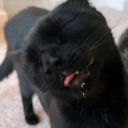catokiss Discord sticker | Besties Community
