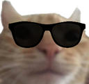 A ginger cat wearing black sunglasses looking directly at the camera with a confident expression.
