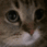 Spider_catmeow animated GIF emoji | Nashe™ | Social . PFPs . Giveaways . Chill
