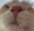 cat animated Discord emote | Dadscord | Active VC Discord • SFW • Anime • Chill • Social • Emojis • VC • Active Voice Chat