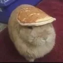 A brown rabbit sitting still with a flat pancake balanced perfectly on top of its head.