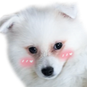 A fluffy white puppy looking shy with pink blush marks on its cheeks.