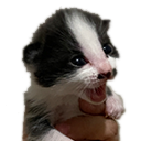 A tiny black and white kitten with its mouth wide open in a dramatic scream.