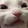 catwut Discord Emoji from Dadscord | Active VC Discord • SFW • Anime • Chill • Social • Emojis • VC • Active Voice Chat