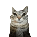 Cat_stare Discord Emoji from 𝕸𝖆𝖕𝖕𝖎𝖓𝖌 𝕶𝖎𝖓𝖌𝖉𝖔𝖒