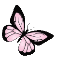 abutterfly animated Discord emote | Lovers Cafe™🌷India | Indian Discord server • Indian Discord  Community • discord india • Active