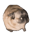 PugDance animated Discord emote from DM Request 📪 ⌇ Ask To DM & Chatting ⌇ Non Dating ⌇ Social ⌇ Friendly ⌇ Nitro ⌇Non Toxic