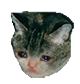 A tabby cat with large, watery, tear-filled eyes looking extremely sad.