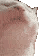 Cat head-banging rhythmically in a loop.