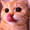 emoji_1 custom emote from Snowbunny Lex Captions